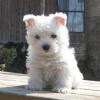 Puppies for sale Czech Republic, Prague West Highland White Terrier