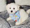 Puppies for sale Spain, Seville Maltese