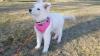 Puppies for sale Netherlands, Enschede Other breed, White Swiss Shepherd