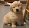 Puppies for sale Cyprus, Paphos Golden Retriever