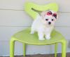 Puppies for sale Spain, Valencia Maltese