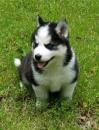 Puppies for sale Spain, Bilbao , Siberian Husky