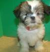 Puppies for sale Spain, Barcelona Shih Tzu