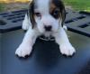 Puppies for sale Spain, Bilbao Beagle