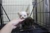 Puppies for sale Slovakia, Bratislava Chihuahua