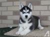 Puppies for sale France, Vien Haski