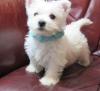 Puppies for sale Germany, Hannover West Highland White Terrier