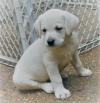 Puppies for sale Spain, Madrid Labrador Retriever