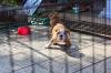 Puppies for sale Romania, Bucharest English Bulldog