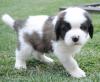 Puppies for sale Netherlands, Leiden , Saint Bernard