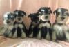 Puppies for sale USA, Alaska Other breed, Miniature Schnauzer