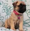 Puppies for sale Spain, Seville Pug