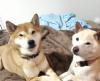 Puppies for sale Spain, Granada , Shiba Inu