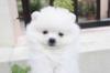 Puppies for sale Finland, Helsinki Pomeranian Spitz