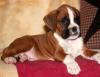 Puppies for sale Germany, Ilmenau Boxer