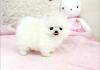 Puppies for sale Germany, Berlin , Pomeranian 