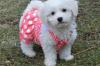 Puppies for sale Slovakia, Bratislava Bichon