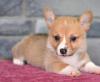 Puppies for sale Spain, Barcelona , Welsh Corgi Pembroke