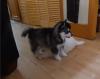 Puppies for sale Spain, Madrid , Pomsky