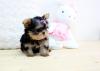 Puppies for sale France, Orleans Yorkshire Terrier