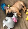 Puppies for sale Germany, Frankfurt French Bulldog