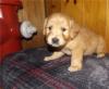 Puppies for sale Spain, Bilbao Golden Retriever