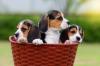 Puppies for sale France, Paris Beagle