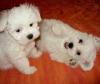 Puppies for sale Spain, Seville Maltese