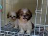 Puppies for sale Luxembourg, Luxembourg Shih Tzu