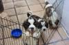 Puppies for sale Netherlands, Amsterdam Other breed