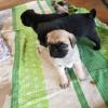 Puppies for sale Cyprus, Nicosia Pug