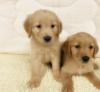 Puppies for sale Spain, Barcelona Golden Retriever