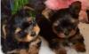 Dogs  free Spain, Alicante Yorkshire Terrier