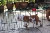 Puppies for sale Malta, Valletta English Bulldog