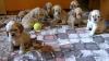 Puppies for sale Kazakhstan, Aqtobe American Cocker Spaniel