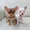 Puppies for sale Belgium, Gant Chihuahua