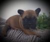 Puppies for sale France, Lille French Bulldog