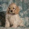 Puppies for sale Kazakhstan, Karaganda American Cocker Spaniel