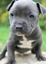 Puppies for sale Kyrgyzstan, Osh American Pit-Bull Terrier