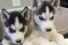 Puppies for sale Belgium, Charleroi , Siberian Husky