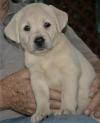 Puppies for sale Spain, Madrid Labrador Retriever