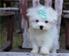 Puppies for sale Spain, Granada Maltese