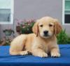 Puppies for sale Spain, Bilbao Golden Retriever