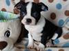 Puppies for sale Belgium, Bruges Boston Terrier