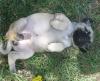 Puppies for sale Spain, Barcelona Pug