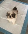 Puppies for sale Spain, Madrid Shih Tzu