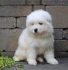 Puppies for sale Canada, Alberta Samoyed dog (Samoyed)