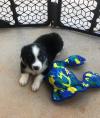 Puppies for sale Spain, Valencia Australian Shepherd