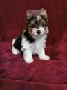 Puppies for sale Netherlands, Rotterdam Other breed, BIEWER YORKIE