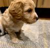 Puppies for sale Netherlands, Hemstede , Cockapoo